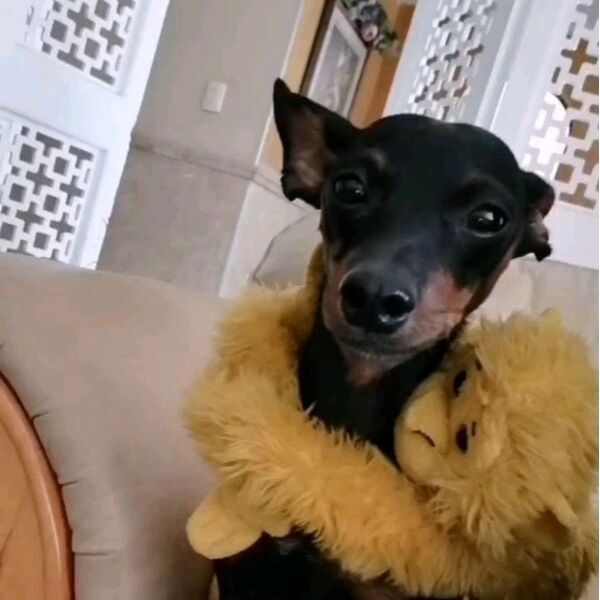 cartel de perro perdido