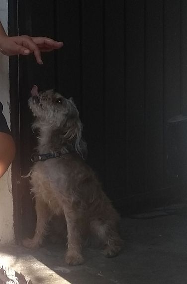 cartel de perro perdido