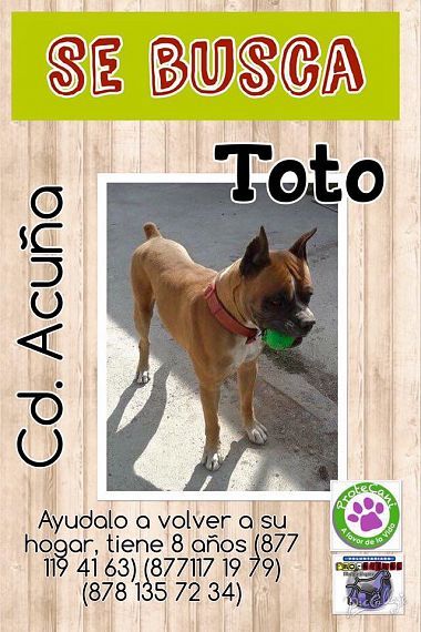 cartel de perro perdido