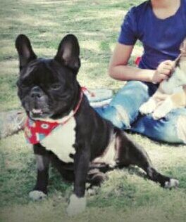 cartel de perro perdido