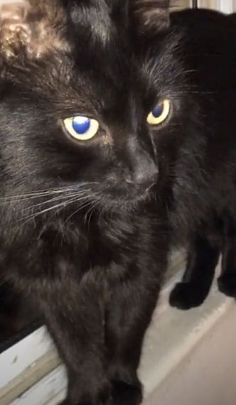 cartel de gato perdido