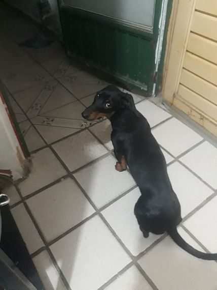 cartel de perro perdido