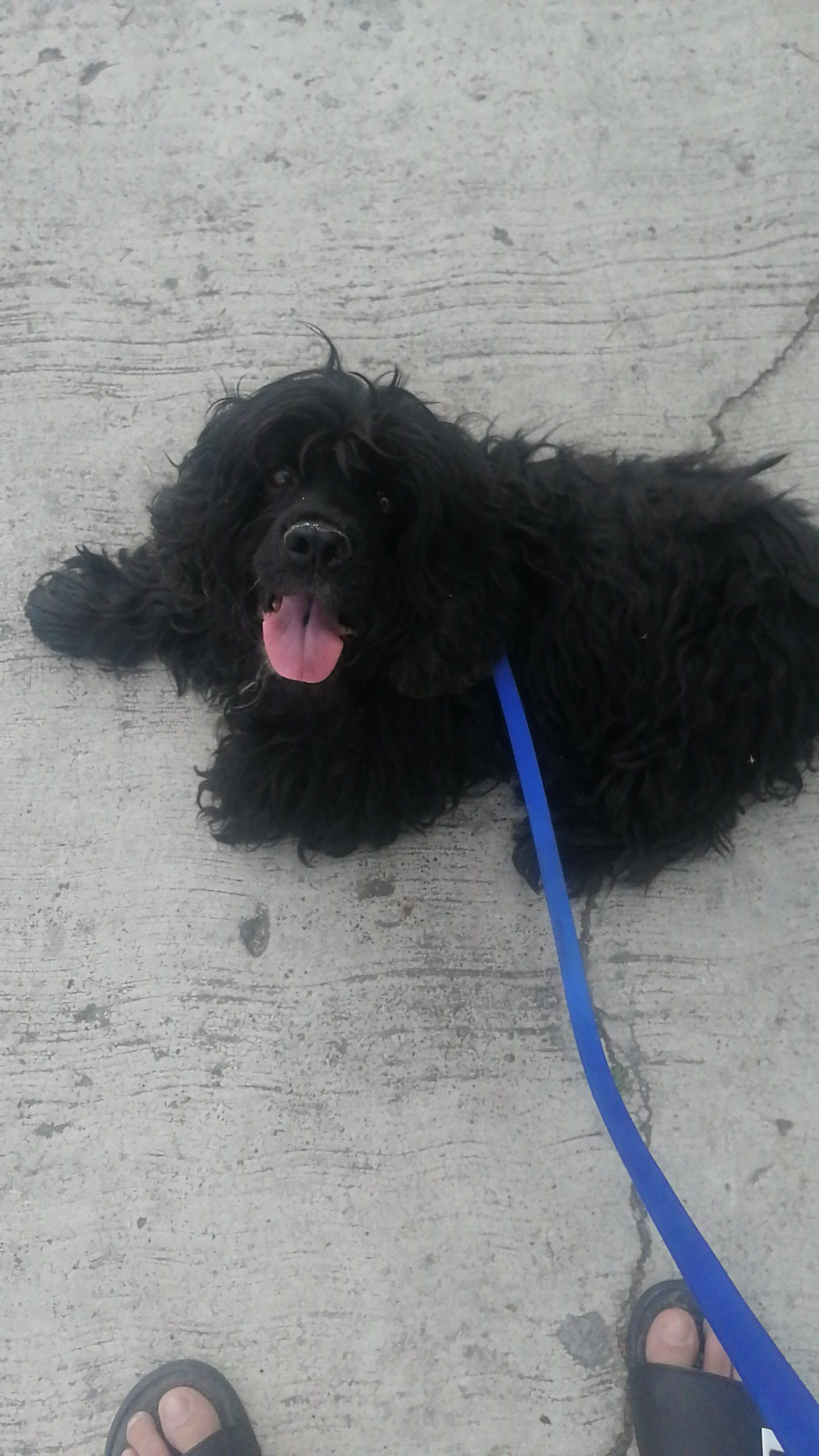 cartel de perro perdido