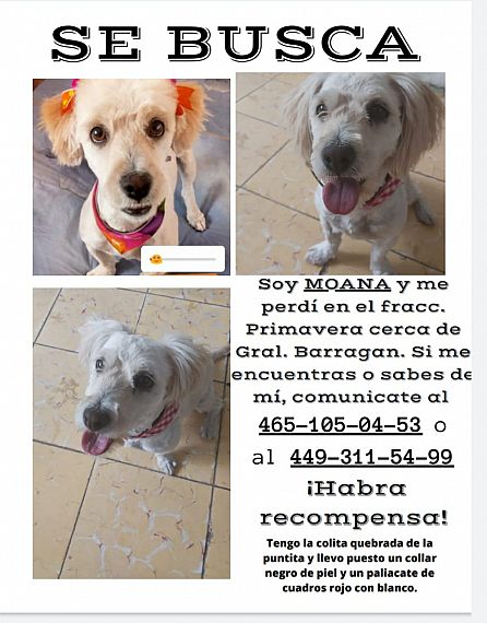 cartel de perro perdido