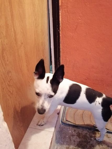 cartel de perro perdido