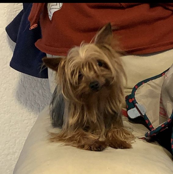 cartel de perro perdido