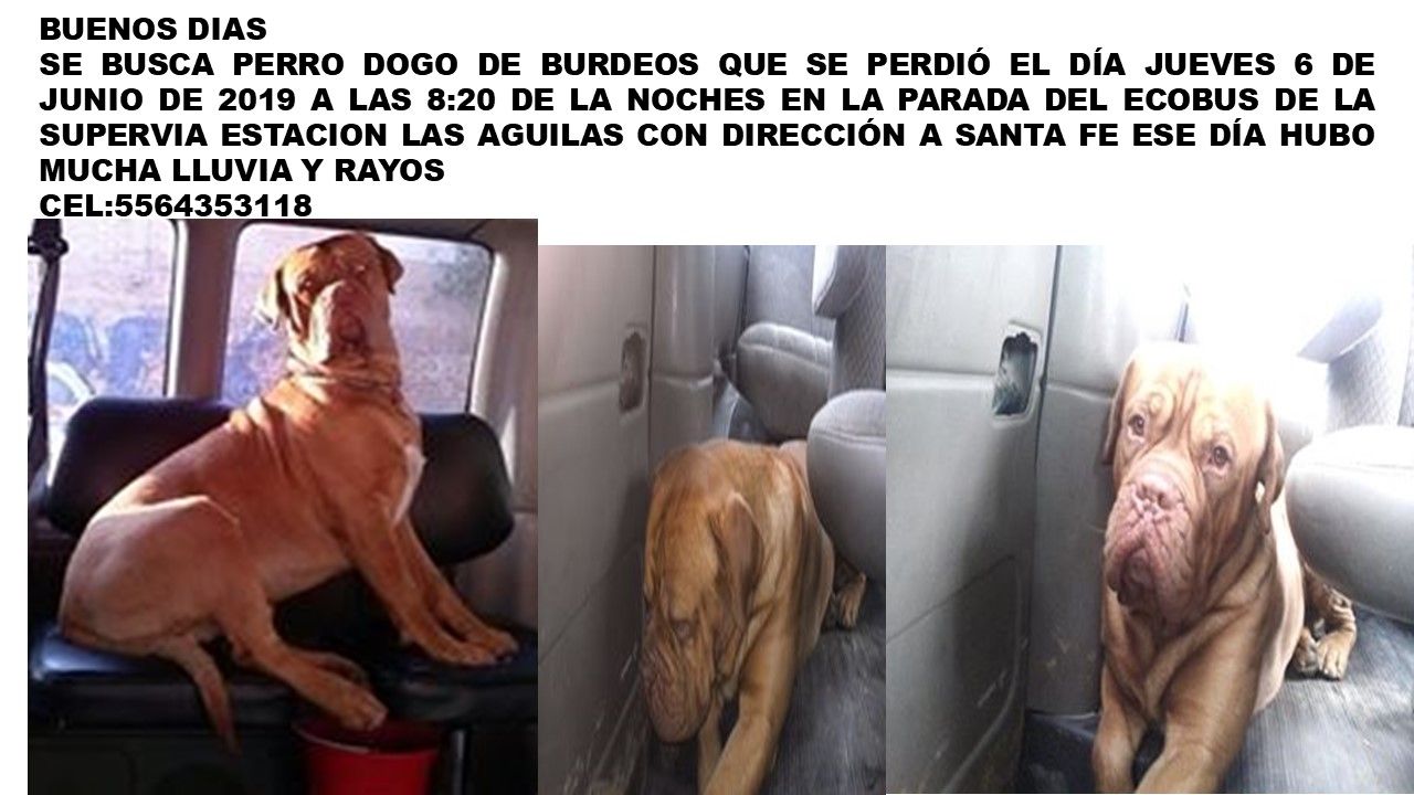 cartel de perro perdido