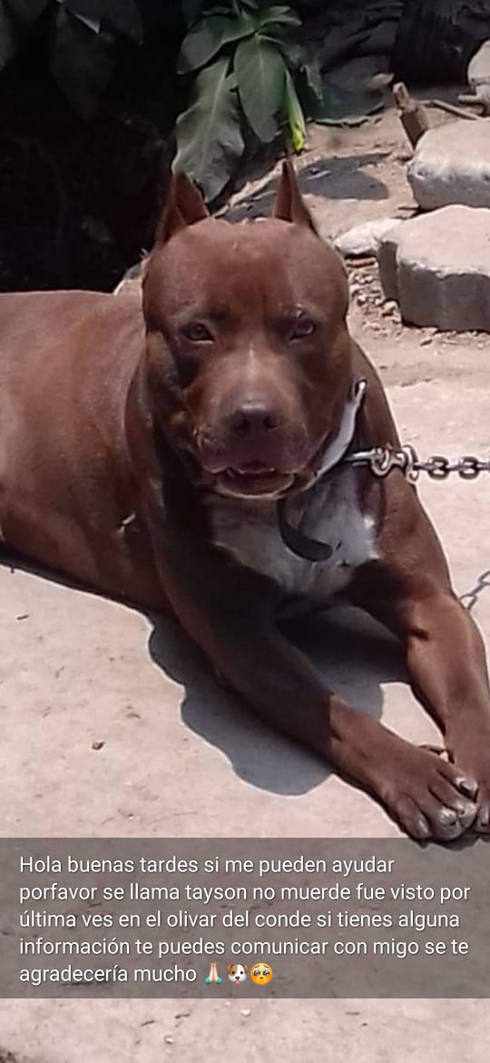 cartel de perro perdido