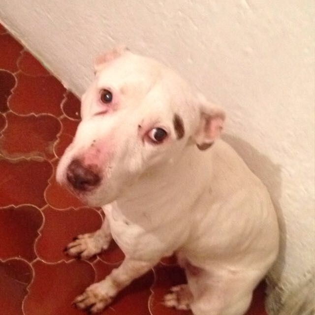 cartel de perro perdido