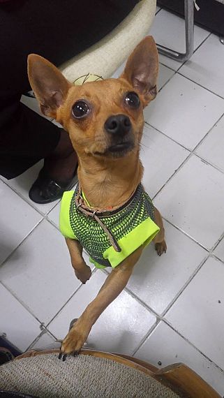 cartel de perro perdido