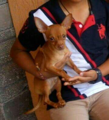 cartel de perro perdido