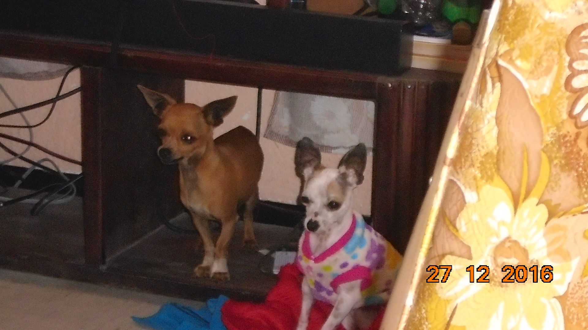 cartel de perro perdido