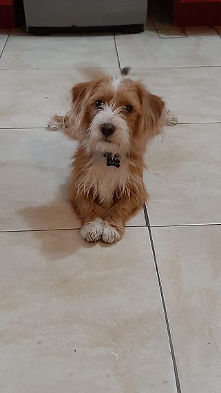 cartel de perro perdido