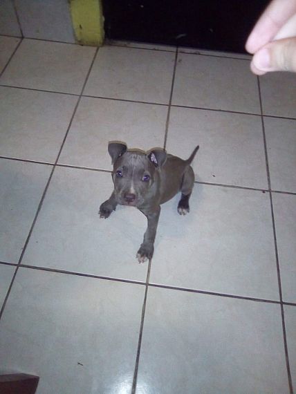 cartel de perro perdido