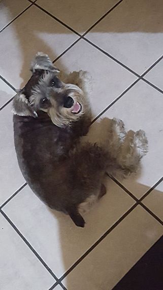 cartel de perro perdido