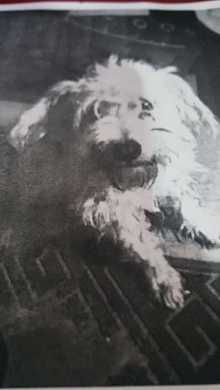 cartel de perro perdido