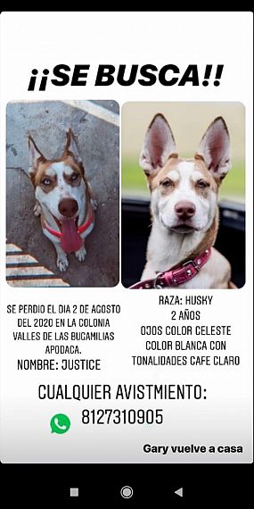 cartel de perro perdido