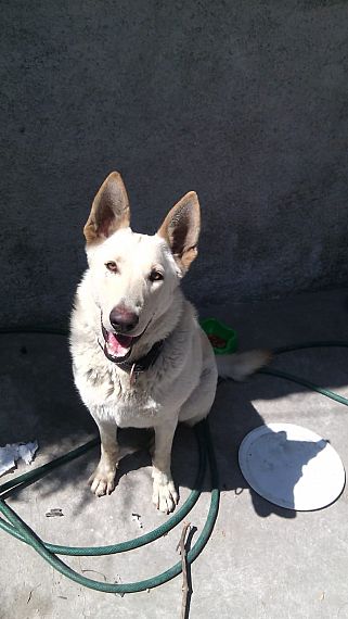 cartel de perro perdido