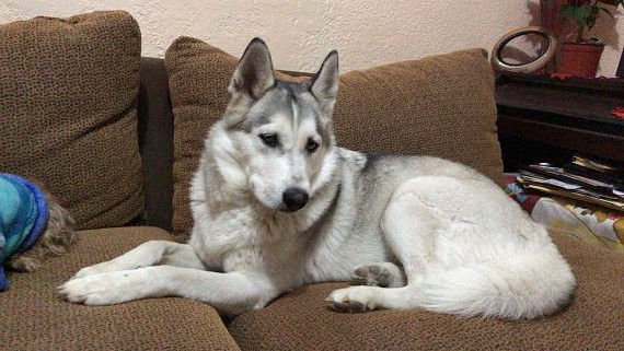 cartel de perro perdido