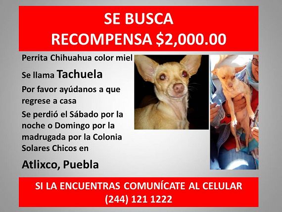 cartel de perro perdido