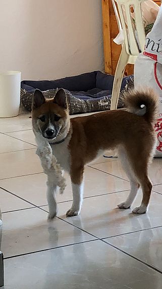 cartel de perro perdido