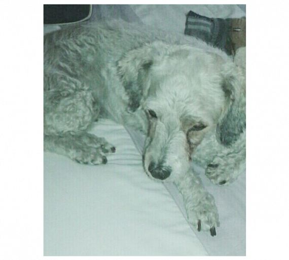 cartel de perro perdido