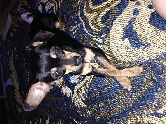 cartel de perro perdido