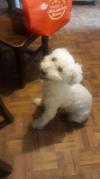 cartel de perro perdido