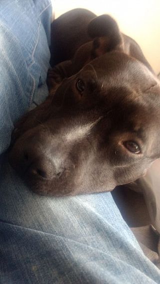 cartel de perro perdido