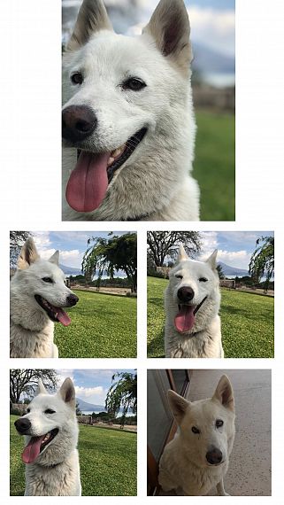 cartel de perro perdido