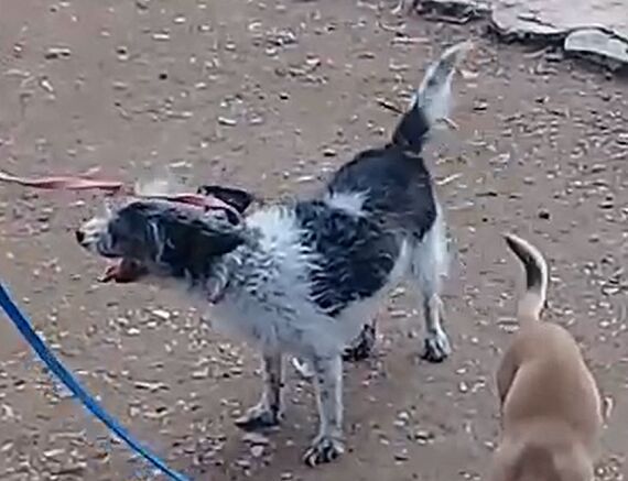 cartel de perro perdido