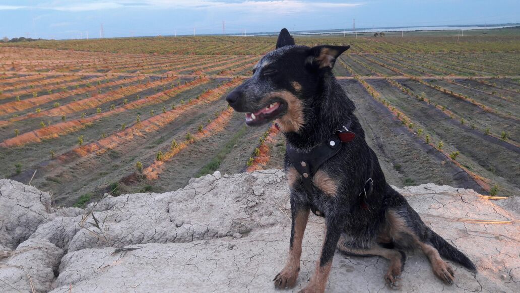 cartel de perro perdido