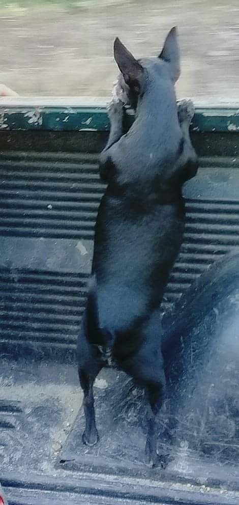 cartel de perro perdido