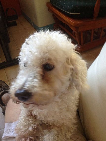 cartel de perro perdido