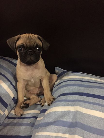 cartel de perro perdido