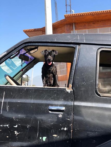 cartel de perro perdido