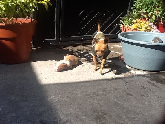 cartel de perro perdido