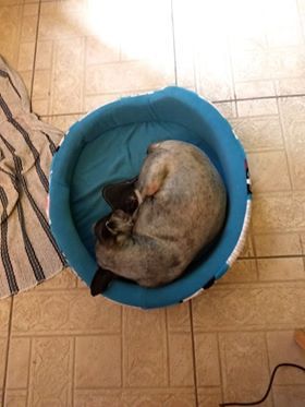 cartel de perro encontrado