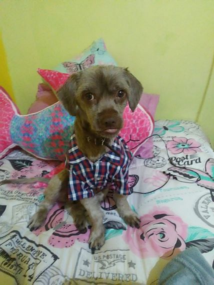 cartel de perro perdido