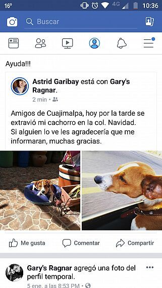 cartel de perro perdido