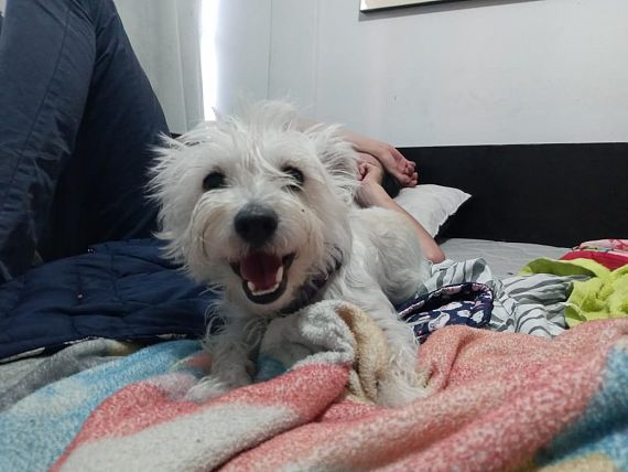 cartel de perro perdido