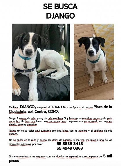 cartel de perro perdido