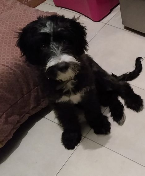 cartel de perro perdido