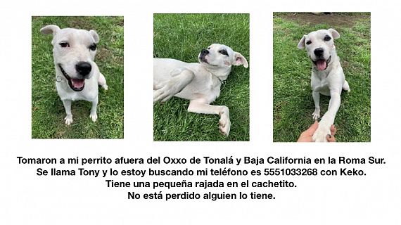 cartel de perro perdido