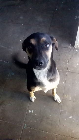 cartel de perro perdido