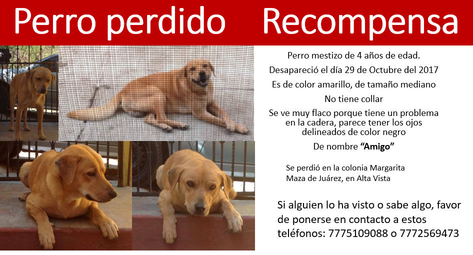cartel de perro perdido