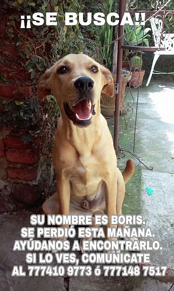 cartel de perro perdido