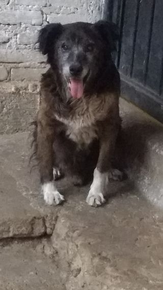 cartel de perro perdido