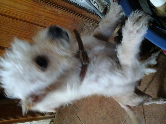 cartel de perro perdido