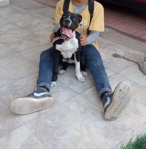 cartel de perro perdido